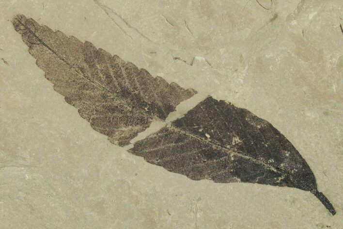 Fossil Leaf (Cedrelospermum) - Green River Formation, Utah #356133